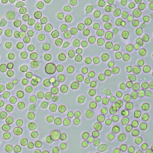 In vitro derived Mast cells